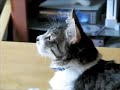 Philo's Predator Noise