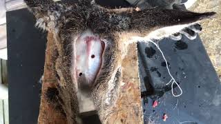 Can A 22 Lr Kill A Deer??
