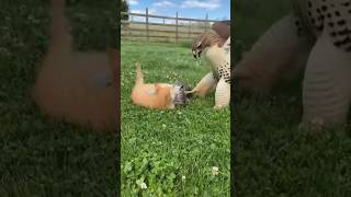 Hawk Attacks Kittens Brave Mom Fights Back