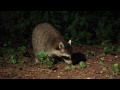 Adventures of the Little Raccoon Kit 2 - Time Out! [Backyard Bag Feeder Project/720p60]