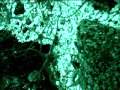 Mckenzie bight aug 15 09 023 brittle stars and giant nudibranch