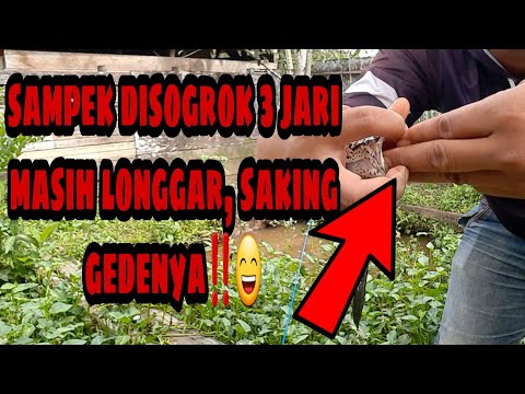 Kalau sudah rejeki tidak akan lari kemana | semua TUHAN Yang Atur | ada babonnya bosque