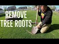 How to remove EXPOSED TREE ROOTS in the lawn. ULTRA SATISFYING