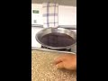 comida crudivegana