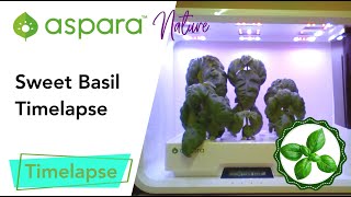 aspara™ nature basil timelapse