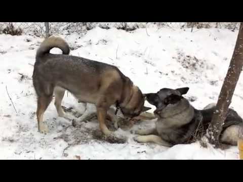 Dog Behavior With Moose Antler