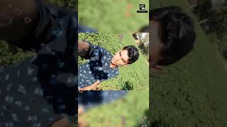 Mmp4