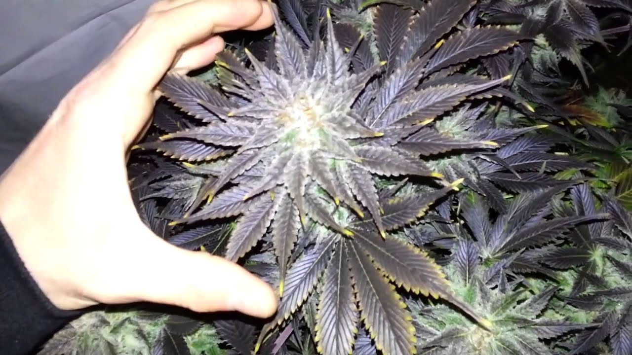 pineapple bubble gum strain pineapple bubble gum strain