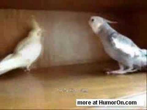 Kill Bill Cockatiel
