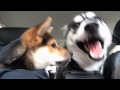 Shiba Inu puppy licking at Husky