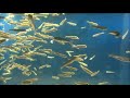 69 動画1a