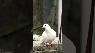A Beautiful White Pigeon #whitepigeon #shortsyoutube #shorts