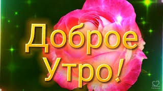 Доброе Утро! С Новым Днём, Пусть Лишь Радость Будет В Нём!😊 🌞🌼🌼🌼