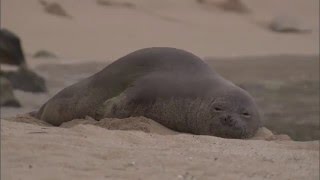 Hawaiian Monk Seal Rehabilitation