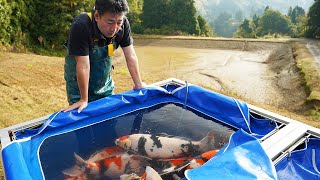 Niigata Harvest - Isa Fish Farm (BIG FISH!)