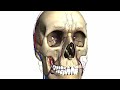 Foramina Of Skull And Cranial Fossae Anatomy Tutorial Part 1 images Foramina Of Skull And Cranial Fossae Anatomy Tutorial Part 1