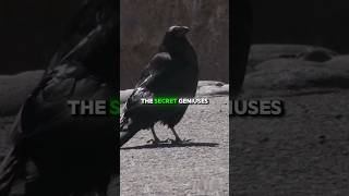 10 Amazing Facts About Common Raven