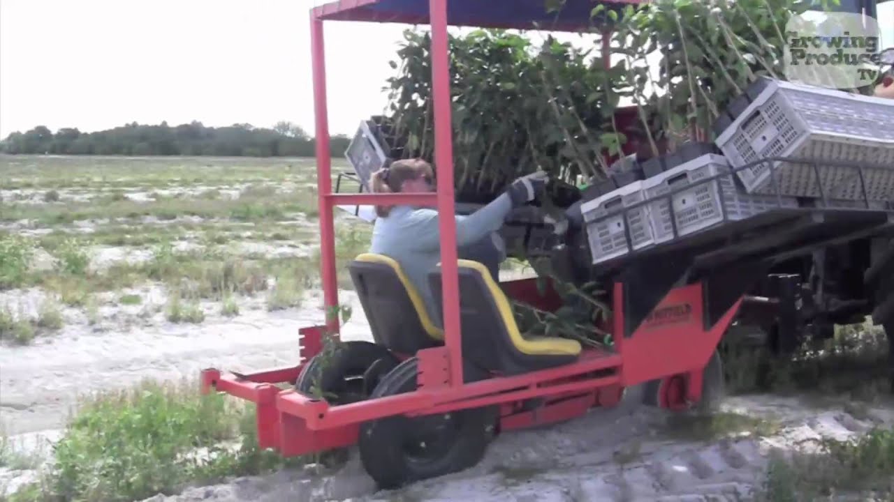 Using Trimble GPS Technology for Citrus Tree Planting YouTube