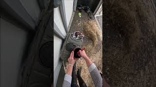Tack Up A 17Hh Horse With Me Thankyou To Erin, For Being My Stunt Double For This Video