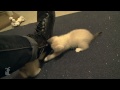 Curious Siamese Kittens Wrestle Under My Shoe - Kitten Love