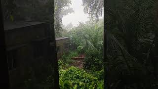 Enjoying The Nature Outside My Window It Is Raining Now