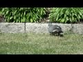 A dove in the garden-Video Test Fujifilm Finepix s2500HD