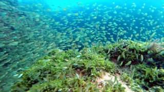 2017_Batroun Shore Dive - Lebanon