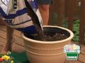 How To Plant A Container Garden