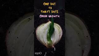 Onion Full Growth