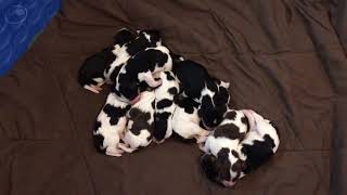 PuppyFinder.com : NEW BORN LITTER OF SPRINGERDOODLE PUPPIES!