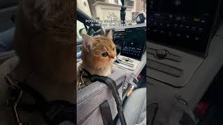 Mon Chat Va Devenir Le Meilleur Uber Driver