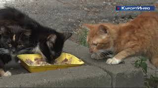 Видео Жильцы дома 13 по ул Володарского спасли кошек, но пока не избавились от тараканов от Залив ТВ - Телевидение Курортного района, улица Володарского, Зеленоградск, Россия