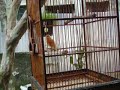 image Kenari Gacor Ku Suara Panjang