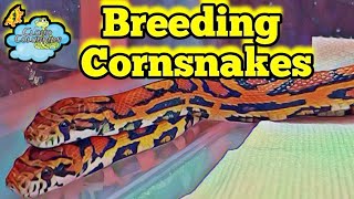 How To Breed Cornsnakes. Our First Pairings For 2025