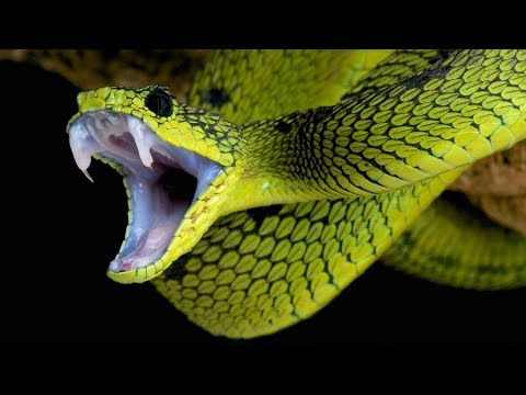 Giải mã giấc mơ thấy Rắn cực chuẩn bạn không nên bỏ qua