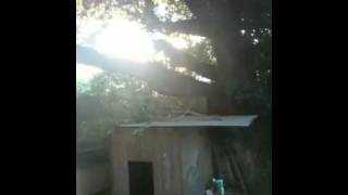 Pitbull Climbs 2 Trees