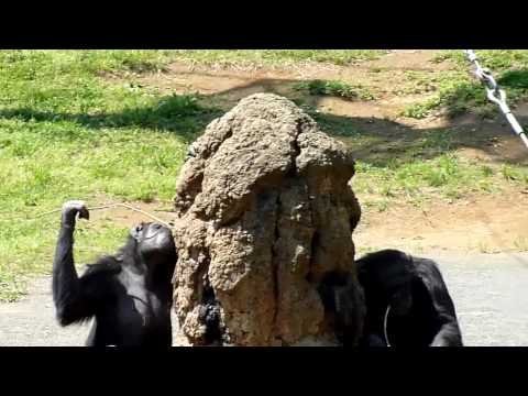チンパンジー　多摩動物園　HD　TZ7　chimpanzee　tama-zoo