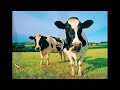 Señora vaca Cumbia Style, Versión cumbia, Tj Javo, Canción del verano 2012, Vacaciones 2012
