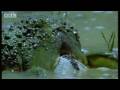Wonders of the African Bull Frog - Battle of the Animal Sexes - BBC Wildlife