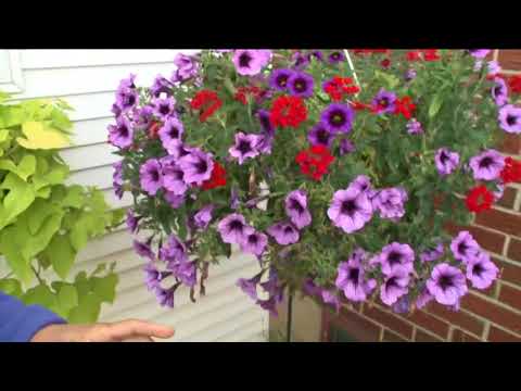 2 the Garden: Keep Flowering Plants Blooming all Summer
