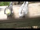 Parakeets (Gladys Porter Zoo4) - Roldog