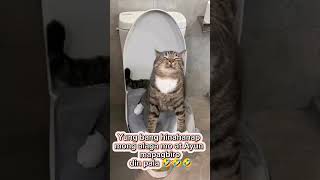 Pusa Natae Sa Inidoroat Mapagbiro Sa Amo.