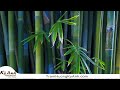 Trầm Hương Kỳ Anh - Nhạc Thiền Phật Giáo 19 - Rừng Tre (Bamboo Forest)