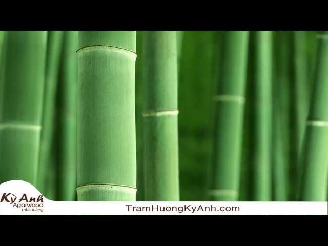 Trầm Hương Kỳ Anh - Nhạc Thiền Phật Giáo 19 - Rừng Tre (Bamboo Forest)