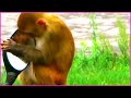 FUNNY MONKEYS CHECKING NUMBER PLATE-PETROL-MIRROR OF A BIKE AT KATHMANDU -NEPAL
