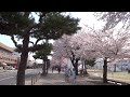十和田市官庁街通りの満開の桜と十和田市現代美術館