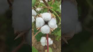 कपस कस मलत ह Kapas Hi Kapas