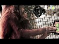 Apps for Apes: Smithsonian Orangutans using iPads for Enrichment