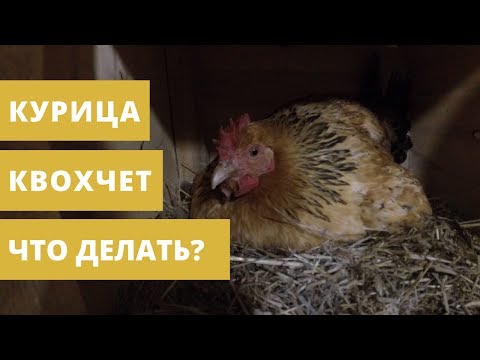 как отучить курицу если курица села на гнездо как отучить курицу если курица села на гнездо