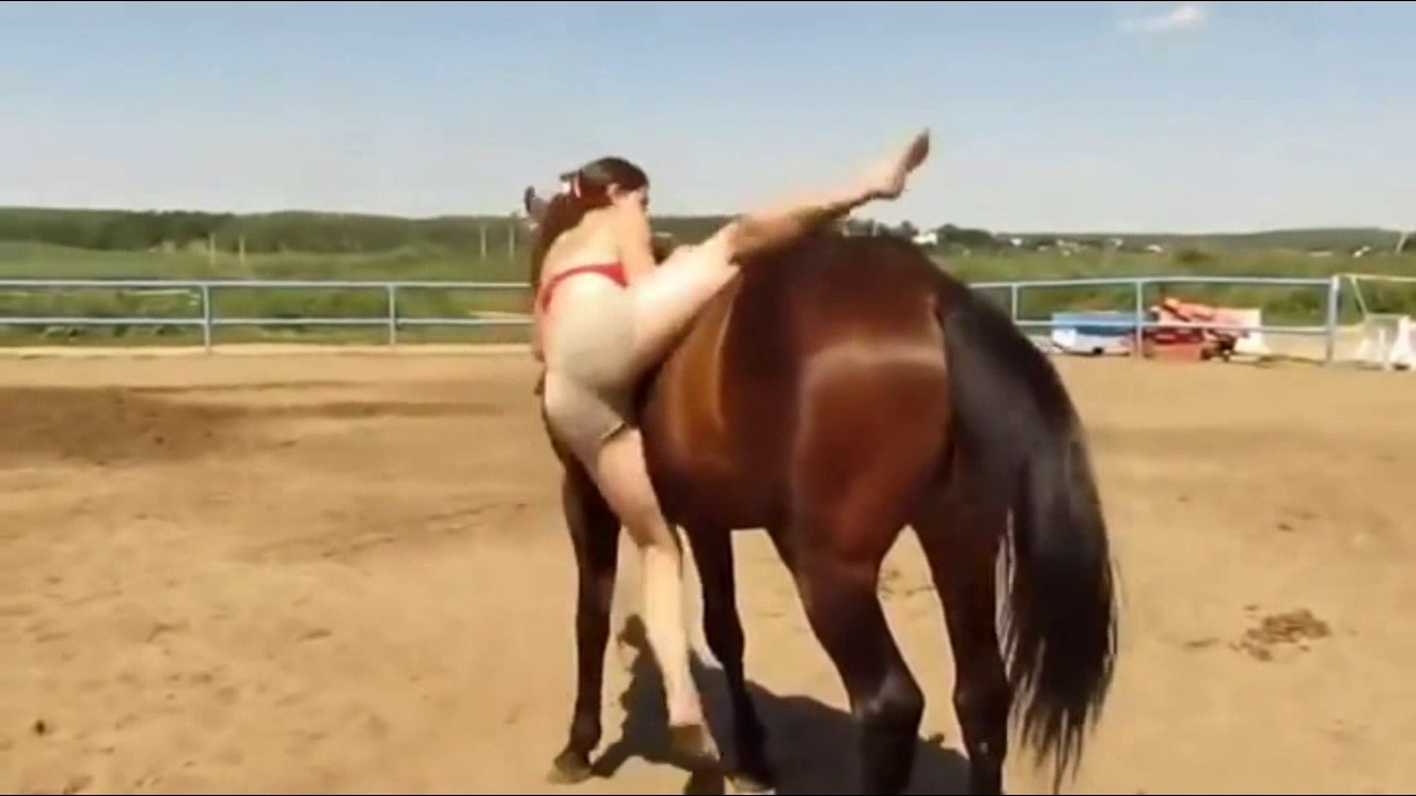 Порно Лошади Спаривание Лошадей Зад